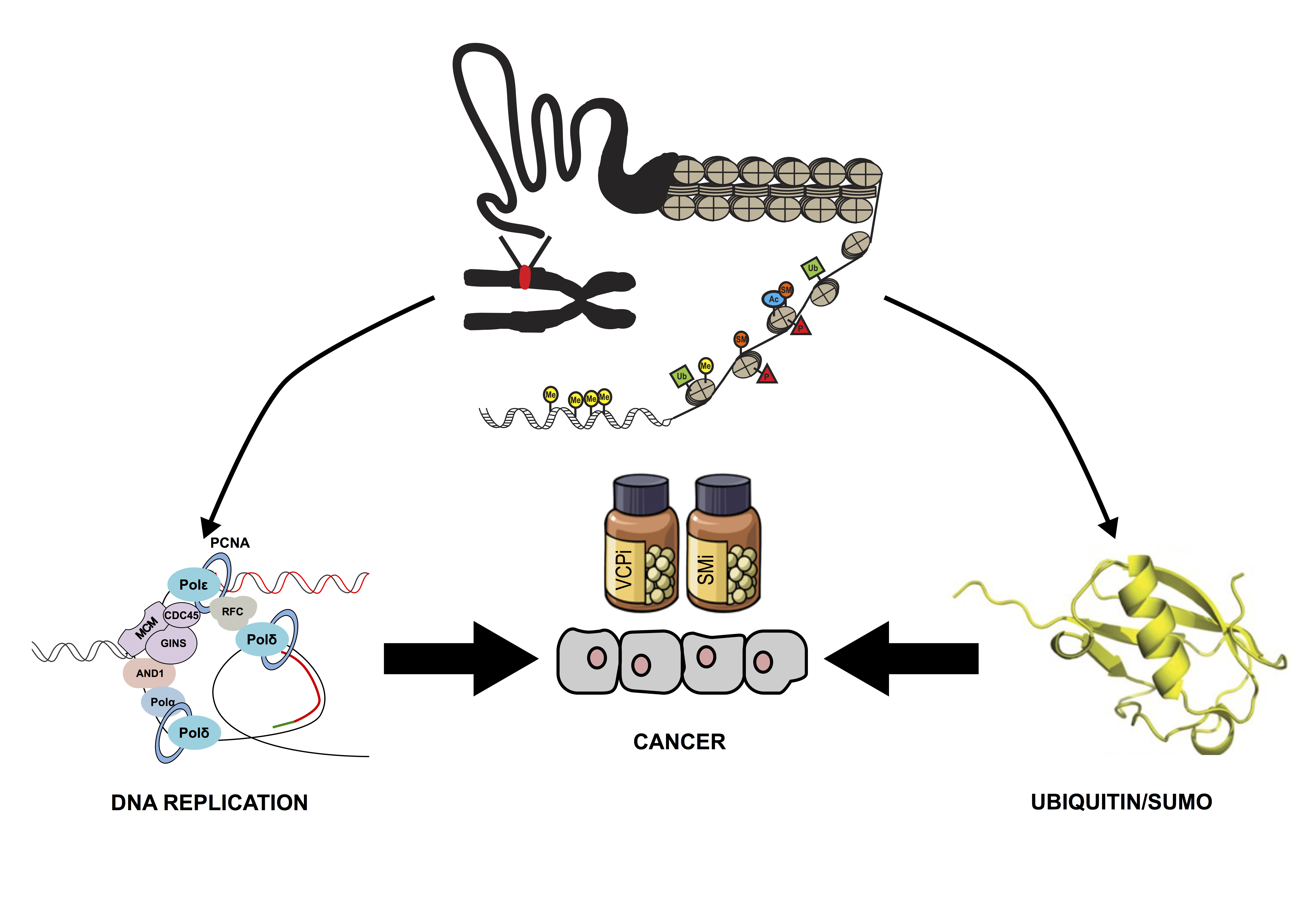 Chromatin, cancer and the ubiquitin system