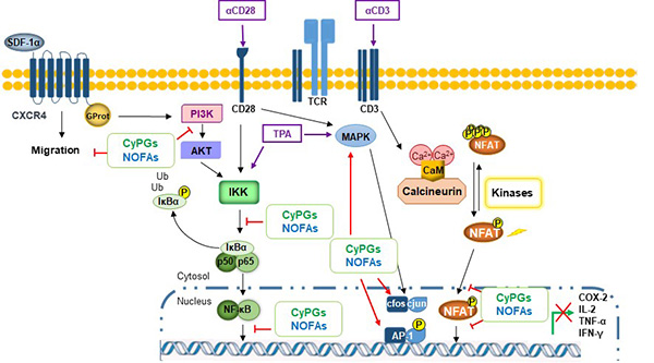 Señalización por óxido nítrico y lípidos bioactivos en la respuesta  inmunitaria