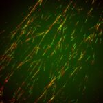 Centro de Biología Molecular Severo Ochoa