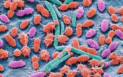 Dieta, hormonas y microbiota intestinal: claves en la enfermedad de Alzheimer