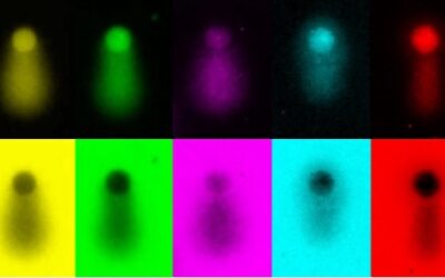Descubren un mecanismo que controla el sistema de alarma durante la replicación del material genético