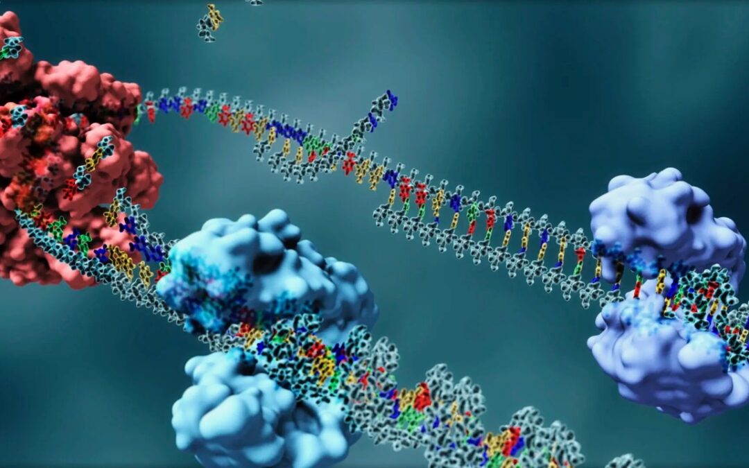 Revelan factores potencialmente clave en la resistencia al daño de las células cancerosas