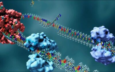 Revelan factores potencialmente clave en la resistencia al daño de las células cancerosas