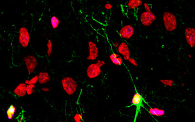 Las enfermedades psiquiátricas y el consumo de alcohol y drogas limitan la capacidad del cerebro para generar nuevas neuronas