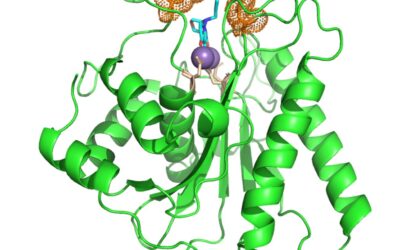 Descubren un nuevo antiviral contra el herpes simple que vence la resistencia a los tratamientos actuales