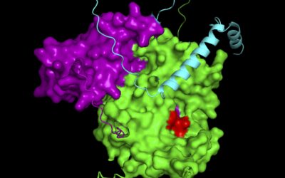 Una primasa muy potente permite a los ratones superar fácilmente los bloqueos en la replicación del ADN