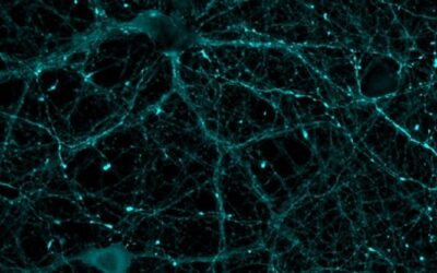 Un sensor biológico revela cómo funciona una proteína clave para la memoria y el corazón