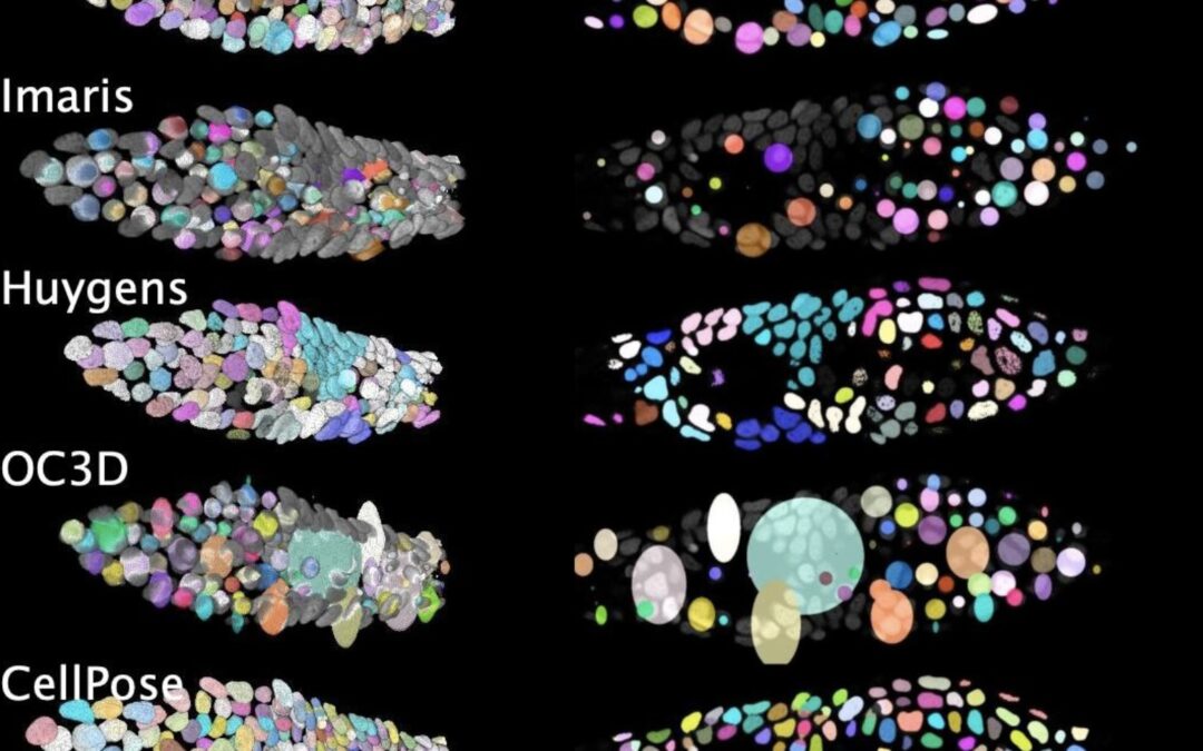 OSCAR: la herramienta que mejora el análisis de tejidos biológicos 3D