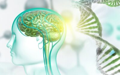 Investigadores del CBM diseñan unas moléculas sintéticas que reparan en el laboratorio una alteración frecuente en el autismo