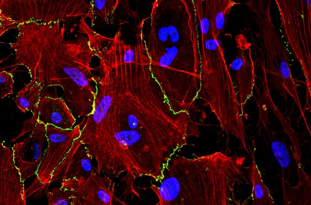 Un nuevo hidrogel en spray muestra resultados prometedores para prevenir complicaciones tras la cirugía abdominal
