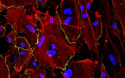 Un nuevo hidrogel en spray muestra resultados prometedores para prevenir complicaciones tras la cirugía abdominal