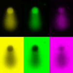 Centro de Biología Molecular Severo Ochoa