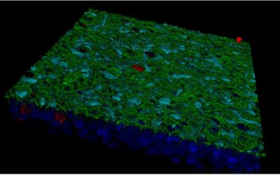 Un equipo de investigadores del CSIC identifica un fármaco de amplio espectro para el tratamiento de enfermedades respiratorias de origen viral