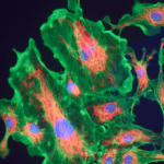 Centro de Biologia Molecular Severo Ochoa