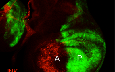 La proteína que decide cuándo una célula debe morir