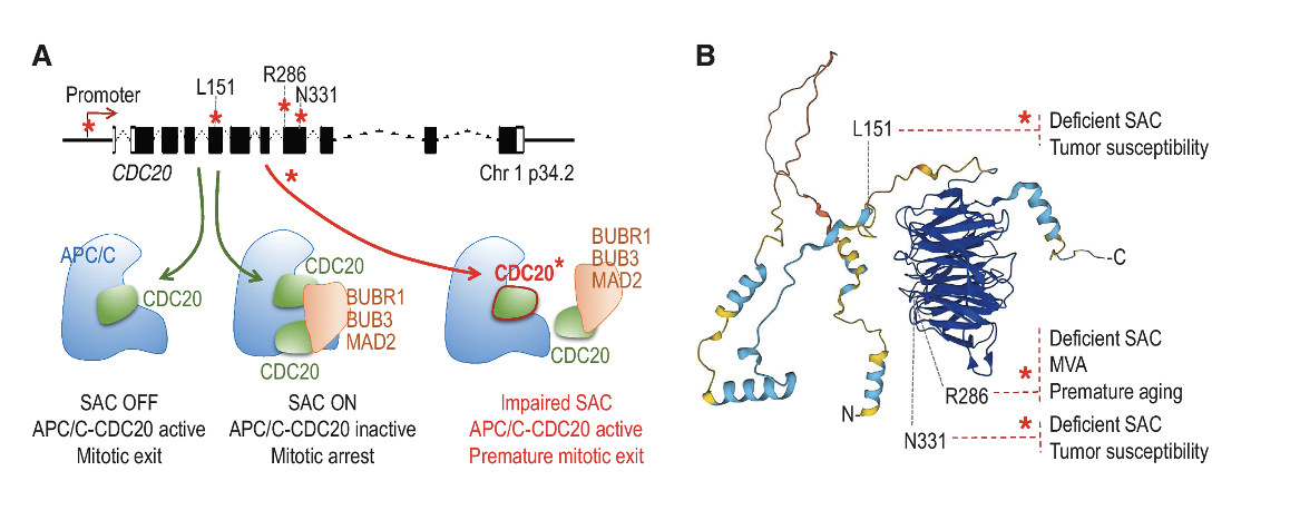 Villarroya-Beltri Cancer Res 2022