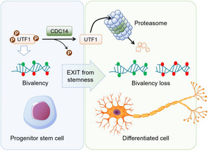 Villarroya-Beltri et al. EMBO J 2023