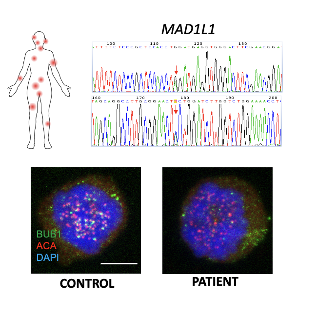 Villarroya-Beltri et al. Sci Adv 2022