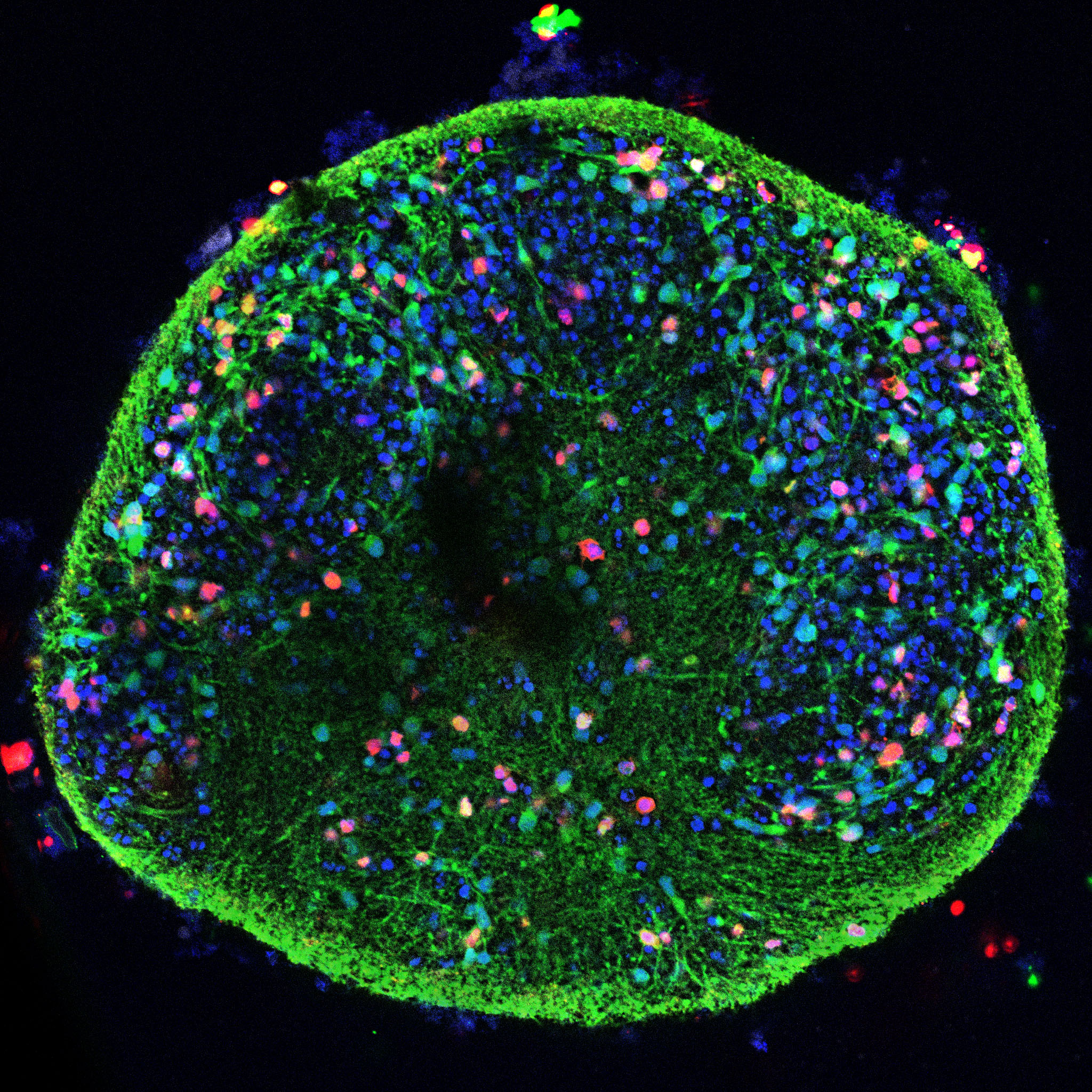 ImageJ=1.54runit=inch