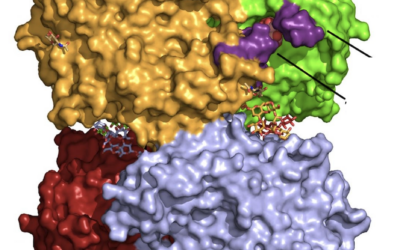Revelan la estructura de una enzima clave para fabricar azúcares prebióticos beneficiosos para la salud