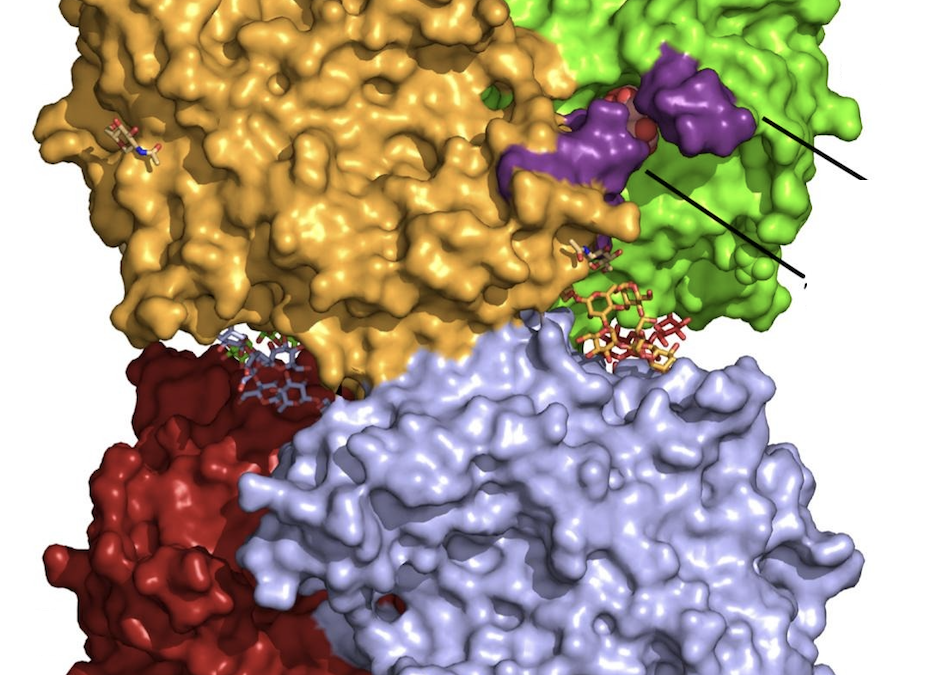 Revelan la estructura de una enzima clave para fabricar azúcares prebióticos beneficiosos para la salud