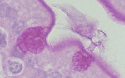 Una molécula de la microbiota intestinal prolonga la supervivencia de ratones con enfermedades mitocondriales