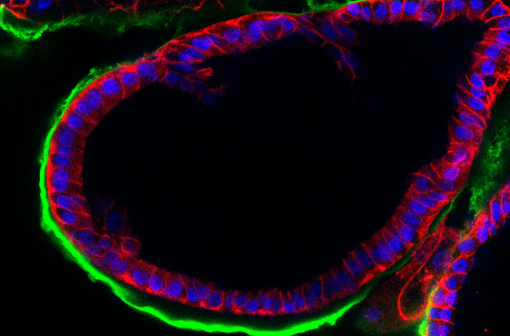 Un modelo experimental en 3D recrea el entorno de la fecundación que podría mejorar las técnicas de reproducción asistida