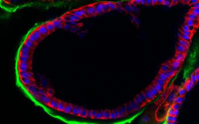 Un modelo experimental en 3D recrea el entorno de la fecundación que podría mejorar las técnicas de reproducción asistida