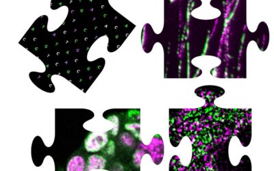 Ir más despacio para ser más flexible: la velocidad de lectura de los genes influye en la identidad celular