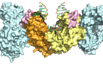 Así reparan las bacterias su ADN con una precisión sorprendente