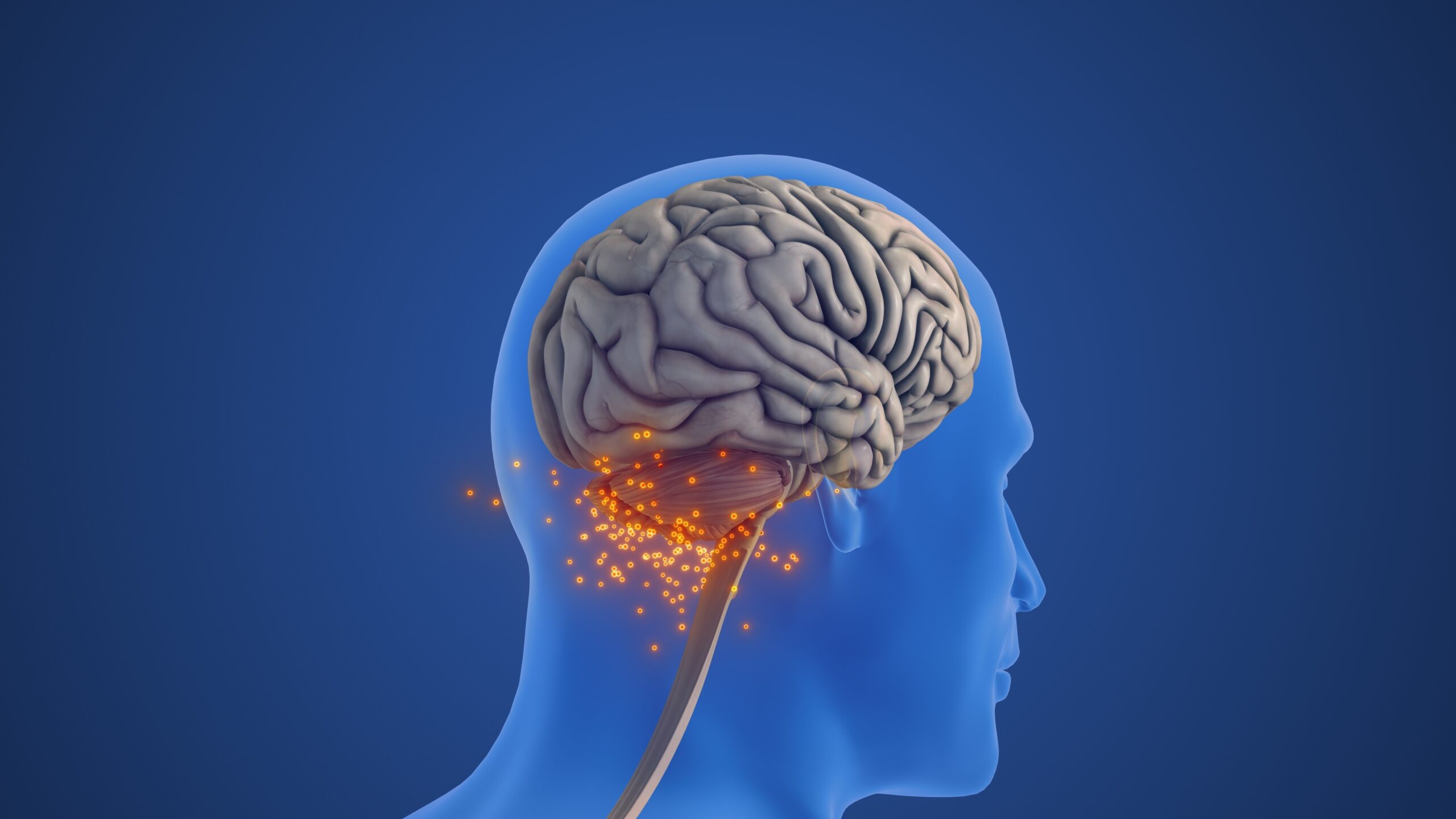 Cerebellum,Anatomy,Showing,Balance,And,Coordination,Function,3d,Illustration