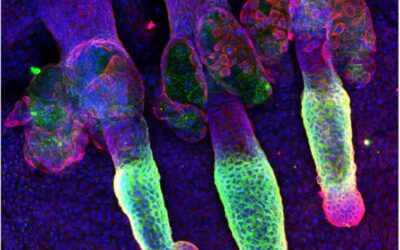 Identifican un proceso clave que protege al folículo piloso de la pérdida de pelo
