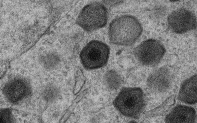 Logran reducir la virulencia y mejorar la protección frente al virus de la peste porcina africana