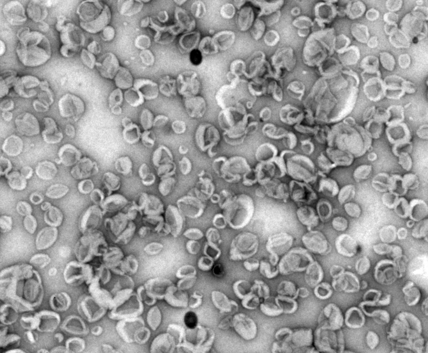 nanoves