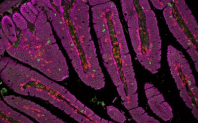 Las células inmunitarias que protegen los tejidos necesitan mantener activa su ‘antena’ para responder ante el cáncer