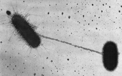 Una “cremallera” molecular explica la transferencia de genes entre bacterias