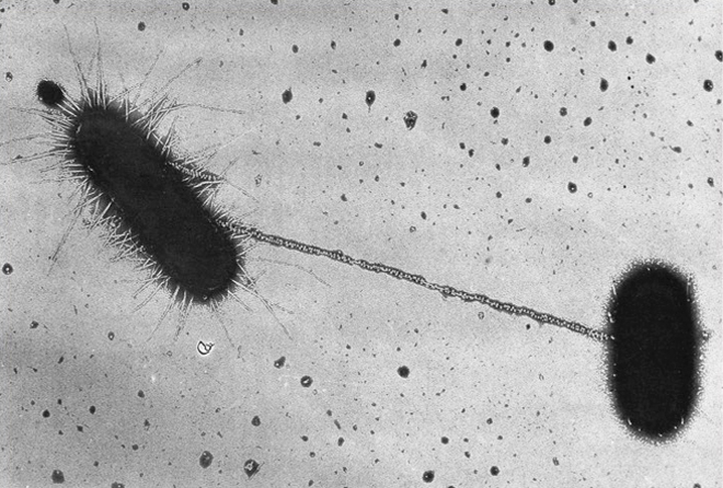 conjugacion-bacterias